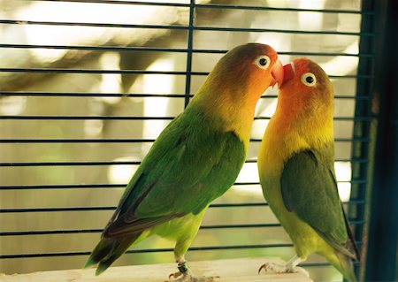 Parakeets kissing Foto de stock - Sin royalties Premium, Código: 633-01273238