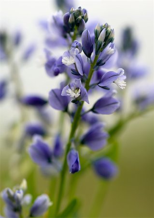 simsearch:632-01638111,k - Blue flowers Stock Photo - Premium Royalty-Free, Code: 633-01273267