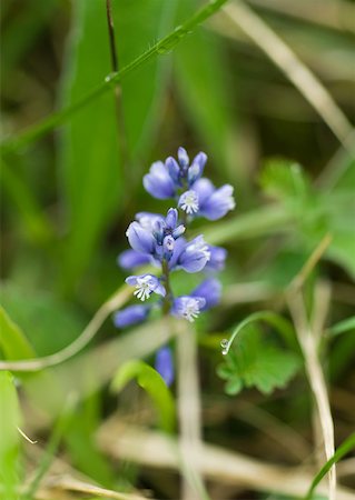 simsearch:633-01715139,k - Blue wildflower Foto de stock - Sin royalties Premium, Código: 633-01273276