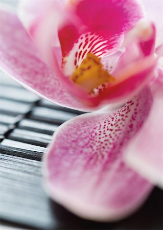 Orchid, extrême-close up Photographie de stock - Premium Libres de Droits, Code: 633-01273279