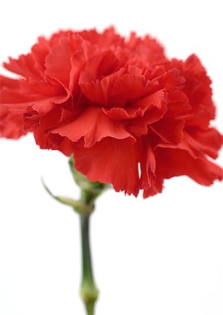 Carnation Stock Photo - Premium Royalty-Free, Code: 633-01273271