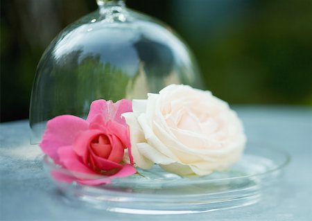 simsearch:633-01273673,k - Fleurs de roses sur le plateau de verre Photographie de stock - Premium Libres de Droits, Code: 633-01273294