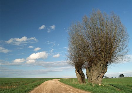 France, Jura region, bare willow tree and dirt road Stock Photo - Premium Royalty-Free, Code: 633-01273301