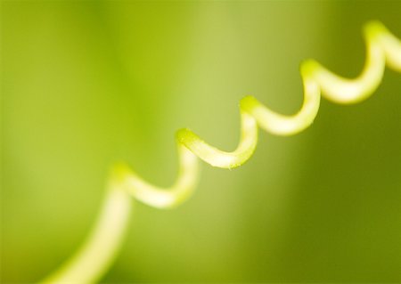 spiral nature - Tendril Stock Photo - Premium Royalty-Free, Code: 633-01273322