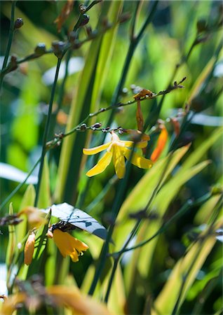 Yellow flowers of Crocosmia plant Stock Photo - Premium Royalty-Free, Code: 633-01273346