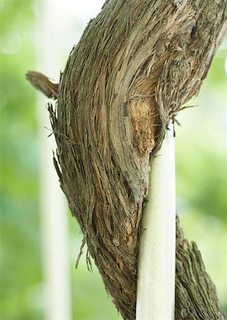 stake - Trunk growing along stake Stock Photo - Premium Royalty-Free, Code: 633-01273341