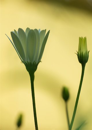 simsearch:633-01714008,k - Osteospermum Foto de stock - Sin royalties Premium, Código: 633-01273367