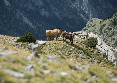 simsearch:633-01272720,k - Cows standing on mountainside Stock Photo - Premium Royalty-Free, Code: 633-01273382