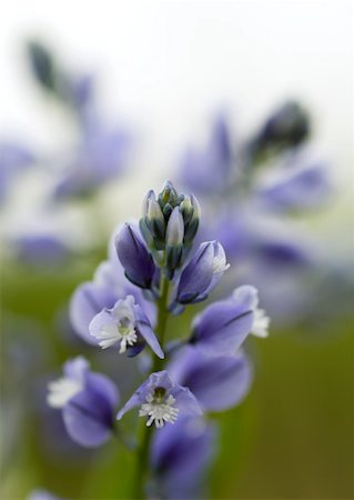 salvia - Blue wildflower Stock Photo - Premium Royalty-Free, Code: 633-01273463
