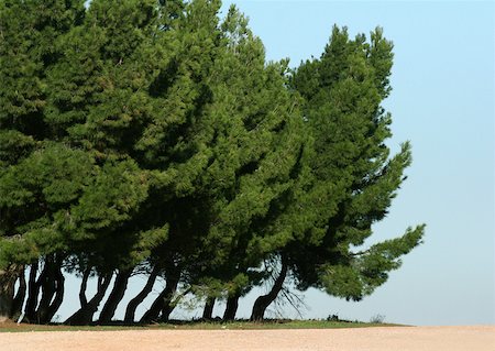 Arbres à feuillage persistant Photographie de stock - Premium Libres de Droits, Code: 633-01273491