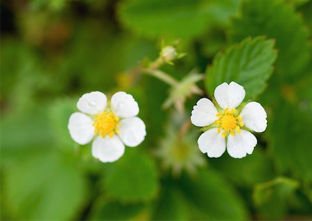 Fleurs de fraises sauvages Photographie de stock - Premium Libres de Droits, Code: 633-01273504