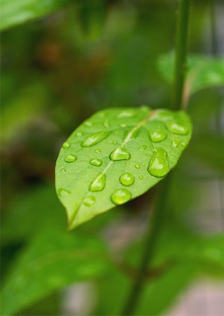 Drops of water on leaf Foto de stock - Sin royalties Premium, Código: 633-01273570