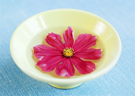 simsearch:633-01274235,k - Cosmos floating in bowl of water Stock Photo - Premium Royalty-Free, Code: 633-01273588