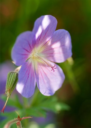 simsearch:633-01274468,k - Geranium flower Foto de stock - Sin royalties Premium, Código: 633-01273603