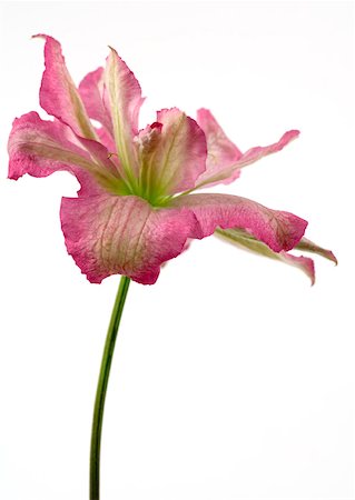 Clematis bloom Foto de stock - Sin royalties Premium, Código: 633-01273618