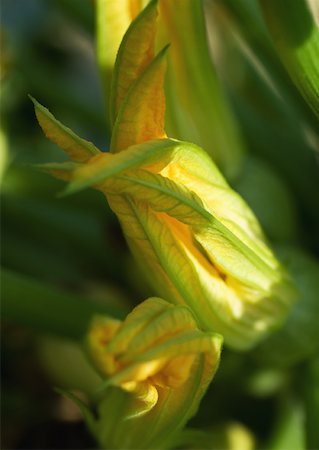 Zucchini blossoms, close-up Stock Photo - Premium Royalty-Free, Code: 633-01273613