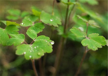 Drops of water on columbine plant, close-up Stock Photo - Premium Royalty-Free, Code: 633-01273649