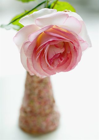 simsearch:633-01273619,k - Rose in der vase Stockbilder - Premium RF Lizenzfrei, Bildnummer: 633-01273674