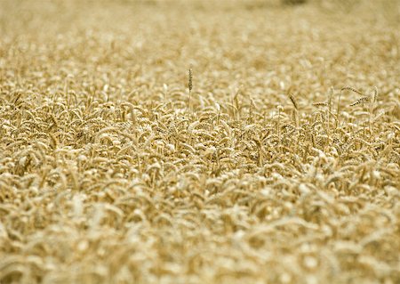 simsearch:633-01274341,k - Field of wheat Foto de stock - Sin royalties Premium, Código: 633-01273670