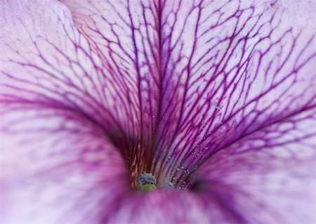 pétunia - Pétunia Photographie de stock - Premium Libres de Droits, Code: 633-01273686