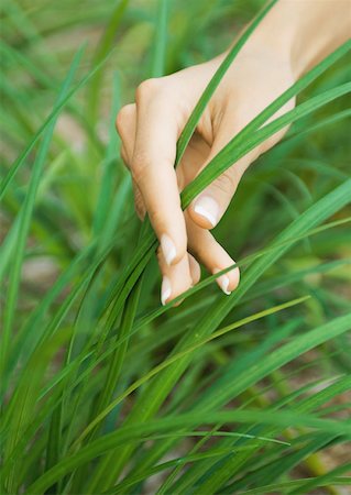simsearch:696-03401960,k - Woman's hand touching blades of grass Stock Photo - Premium Royalty-Free, Code: 633-01273758