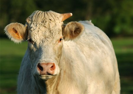 simsearch:633-01272720,k - Charolais cow Stock Photo - Premium Royalty-Free, Code: 633-01273759