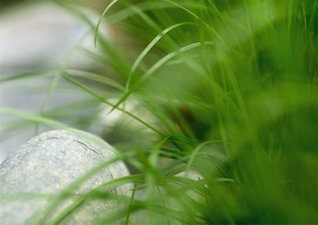 Grass and stone Stock Photo - Premium Royalty-Free, Code: 633-01273793