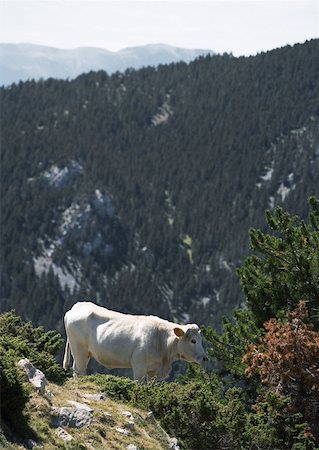 simsearch:633-01272720,k - Cow on mountainside Stock Photo - Premium Royalty-Free, Code: 633-01273804