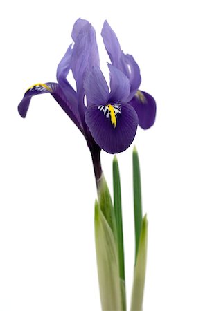 simsearch:633-01273662,k - Purple iris, close-up Stock Photo - Premium Royalty-Free, Code: 633-01273807