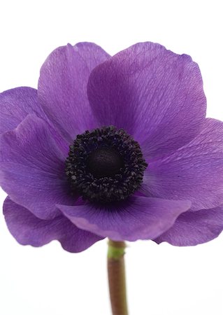 simsearch:633-01272925,k - Anemone flower, close-up Foto de stock - Sin royalties Premium, Código: 633-01273809