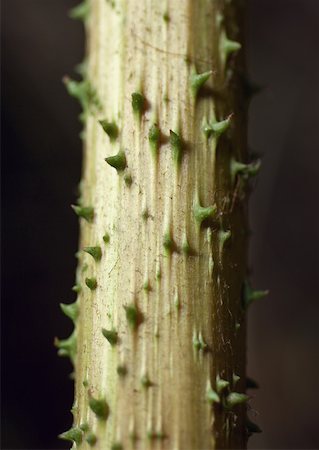 simsearch:633-01274104,k - Thorns on stem of plant, close-up Foto de stock - Sin royalties Premium, Código: 633-01273816