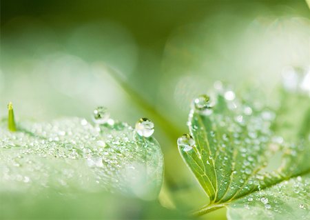 simsearch:633-01273790,k - Leaves covered with drops of water Stock Photo - Premium Royalty-Free, Code: 633-01273819