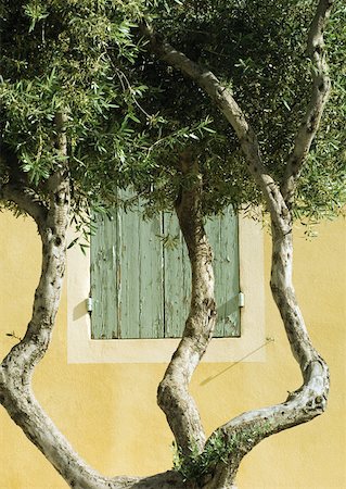 Olive tree Stock Photo - Premium Royalty-Free, Code: 633-01273828