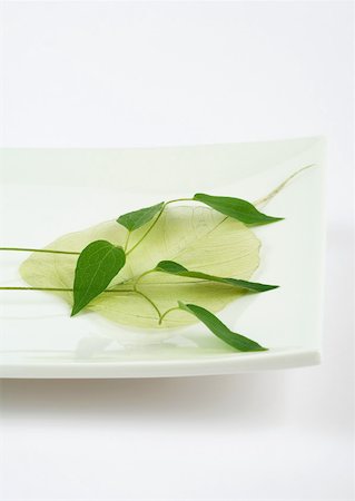 Leaves in dish Foto de stock - Sin royalties Premium, Código: 633-01273831