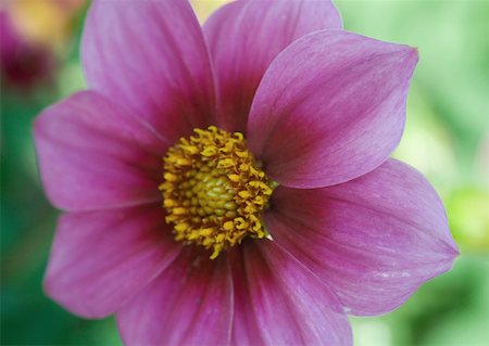 simsearch:633-02417462,k - Dahlia, Cosmos du Nord-Ouest Photographie de stock - Premium Libres de Droits, Code: 633-01273844