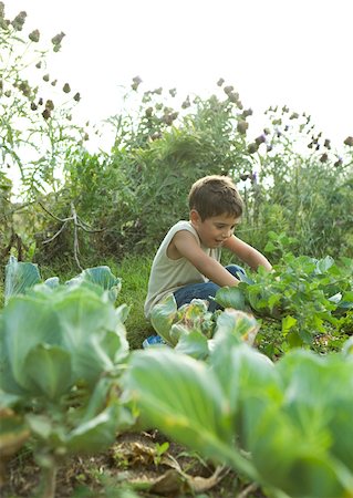 Boy in vegetable garden Stock Photo - Premium Royalty-Free, Code: 633-01273875