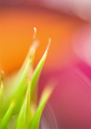 Bromeliad, extreme close-up, abstract view Stock Photo - Premium Royalty-Free, Code: 633-01273897