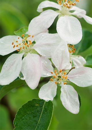 fresh flowers for water drops - Clematis flowers Foto de stock - Sin royalties Premium, Código: 633-01273893