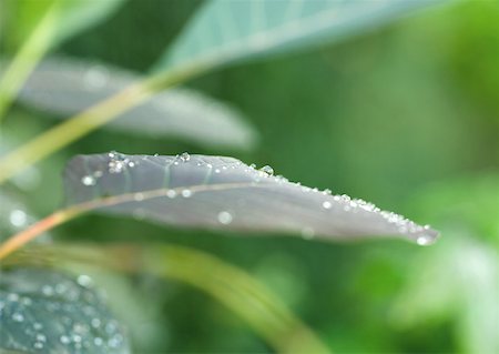 simsearch:633-01273628,k - Dew drops on leaf, close-up Foto de stock - Sin royalties Premium, Código: 633-01273904