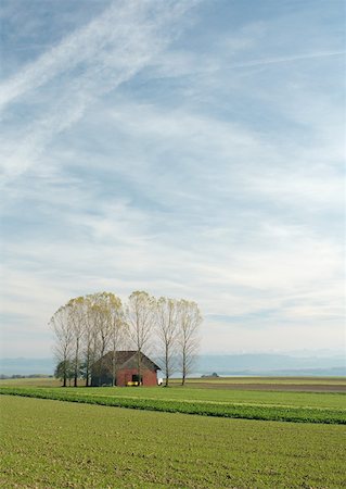 fallow farms - Barn surrounded by trees Stock Photo - Premium Royalty-Free, Code: 633-01273930