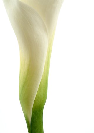 Calla lily Foto de stock - Sin royalties Premium, Código: 633-01273978