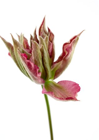 simsearch:633-01272925,k - Clematis blossom, close-up Foto de stock - Sin royalties Premium, Código: 633-01273997