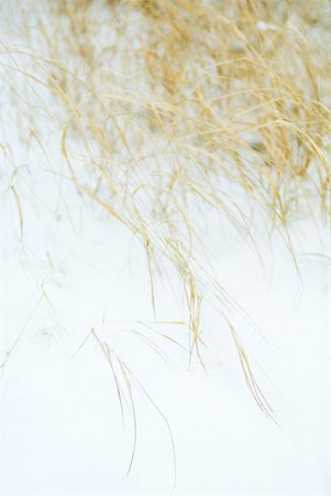 simsearch:633-01573481,k - Long grass in snow Stock Photo - Premium Royalty-Free, Code: 633-01574025