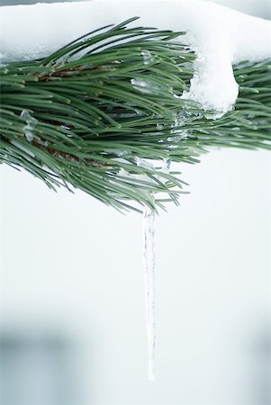 simsearch:632-03651880,k - Snow-covered fir branches with icicle Foto de stock - Sin royalties Premium, Código: 633-01574026