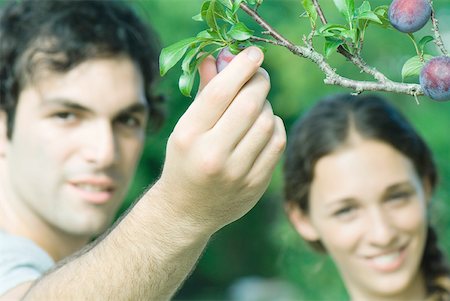 simsearch:633-01715540,k - Paar, Mann-Kommissionierung-Pflaume vom Baum Stockbilder - Premium RF Lizenzfrei, Bildnummer: 633-01574075