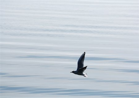 simsearch:633-03444914,k - Seagull flying over water Stock Photo - Premium Royalty-Free, Code: 633-01574094