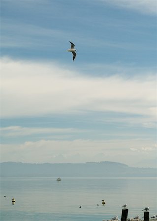 seagulls flying - Lakescape with seagulls Foto de stock - Sin royalties Premium, Código: 633-01574103