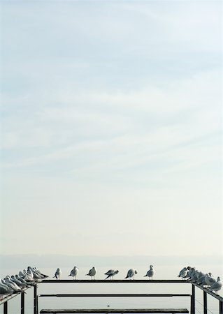 symmetrical animals - Seagulls perched on railing of pier Stock Photo - Premium Royalty-Free, Code: 633-01574110