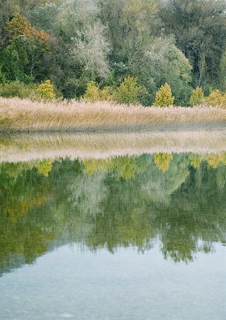 swiss panorama - Bank of lake, vegetation reflected on surface of water Stock Photo - Premium Royalty-Free, Code: 633-01574125