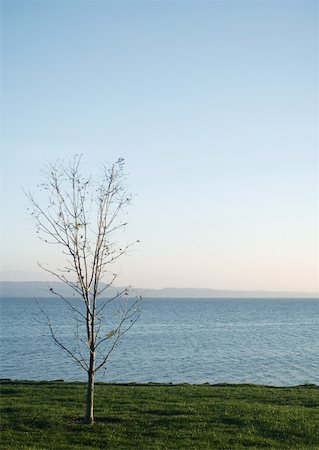simsearch:633-01574103,k - Lakescape, bare tree growing in grass Stock Photo - Premium Royalty-Free, Code: 633-01574123